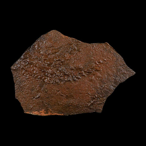 5" Trilobite Trackway Cruziana Plate Fossil Ordovician Age Ouzina Morocco - Fossil Age Minerals