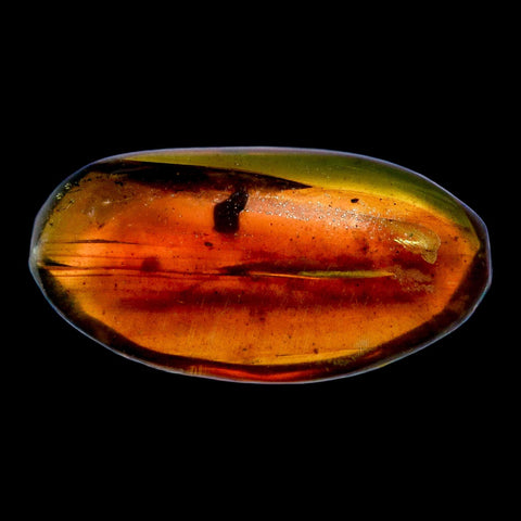 Burmese Insect Amber Coleoptera Beetle Bug Fossil Cretaceous Bermite Dinosaur Age - Fossil Age Minerals