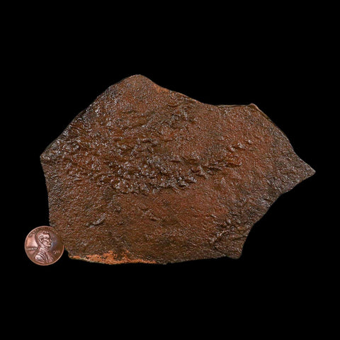 5" Trilobite Trackway Cruziana Plate Fossil Ordovician Age Ouzina Morocco - Fossil Age Minerals