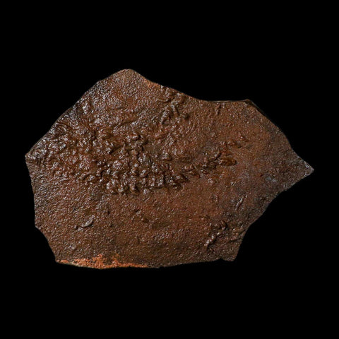5" Trilobite Trackway Cruziana Plate Fossil Ordovician Age Ouzina Morocco - Fossil Age Minerals
