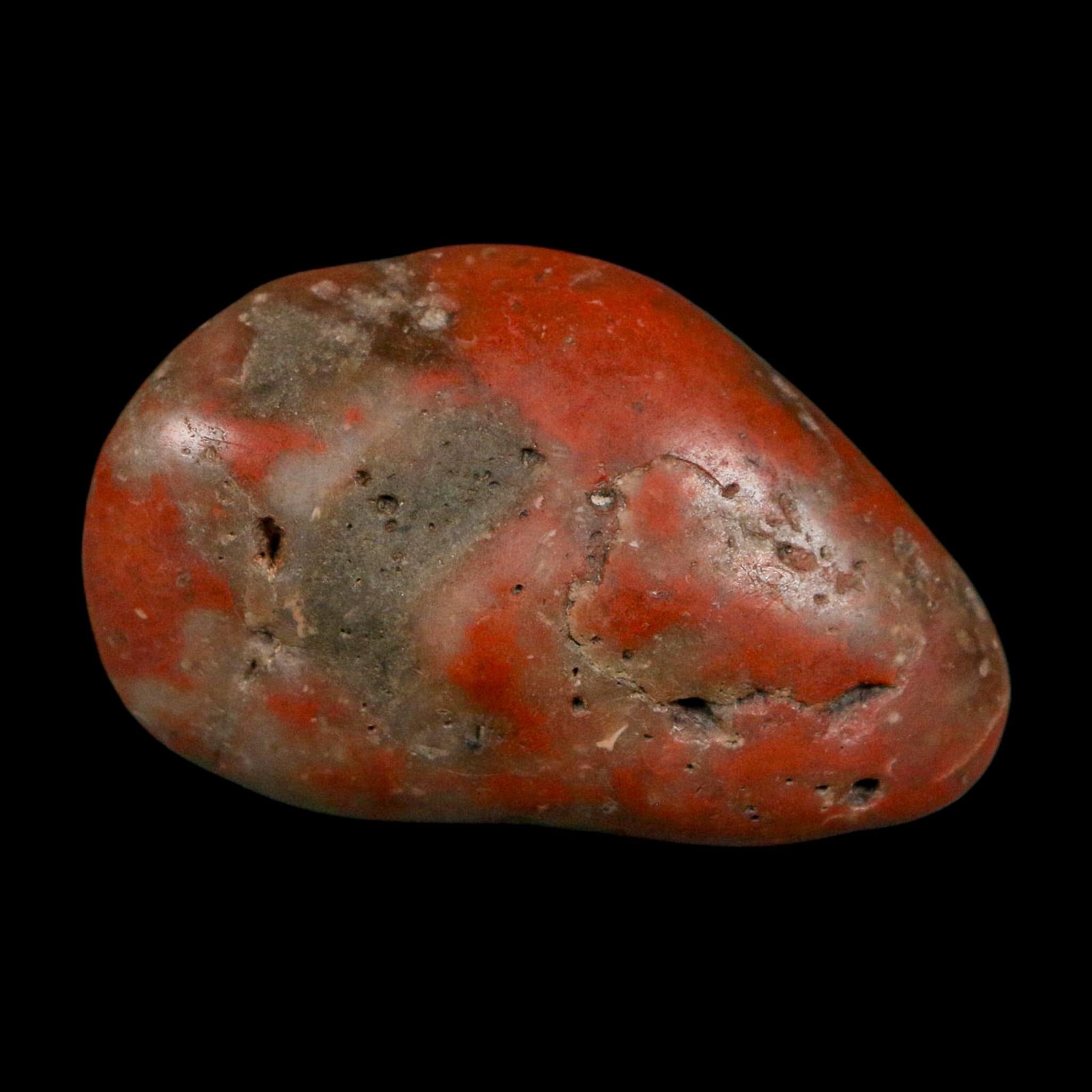 1.7" Sauropod Dinosaur Stomach Stone Gastrolith Rock Gizzard Stone COA - Fossil Age Minerals