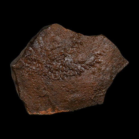 5" Trilobite Trackway Cruziana Plate Fossil Ordovician Age Ouzina Morocco - Fossil Age Minerals