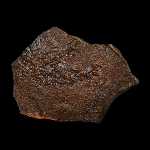 5" Trilobite Trackway Cruziana Plate Fossil Ordovician Age Ouzina Morocco - Fossil Age Minerals