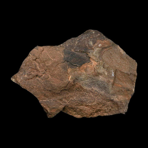 5" Trilobite Trackway Cruziana Plate Fossil Ordovician Age Ouzina Morocco - Fossil Age Minerals