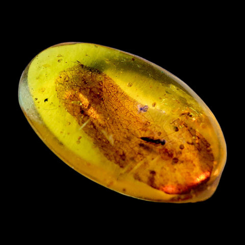 Burmese Insect Amber Hymenoptera Wasp Bee Fossil Cretaceous Dinosaur Age - Fossil Age Minerals