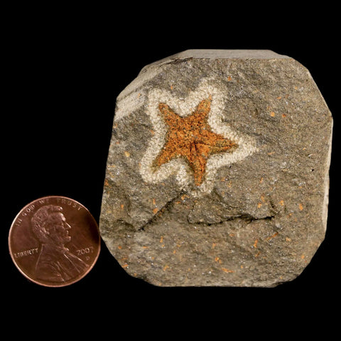 20MM Brittlestar Petraster Starfish Fossil Ordovician Age Blekus Morocco COA - Fossil Age Minerals