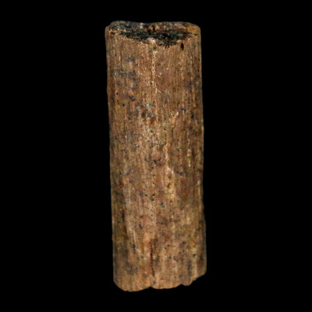 1" Hadrosaur Dinosaur Tendon Fossil Lance Creek FM Cretaceous WY COA Display