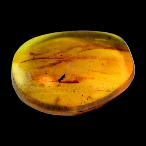 Burmese Insect Amber Hymenoptera Wasp Bee Fossil Cretaceous Bermite Dinosaur Age - Fossil Age Minerals