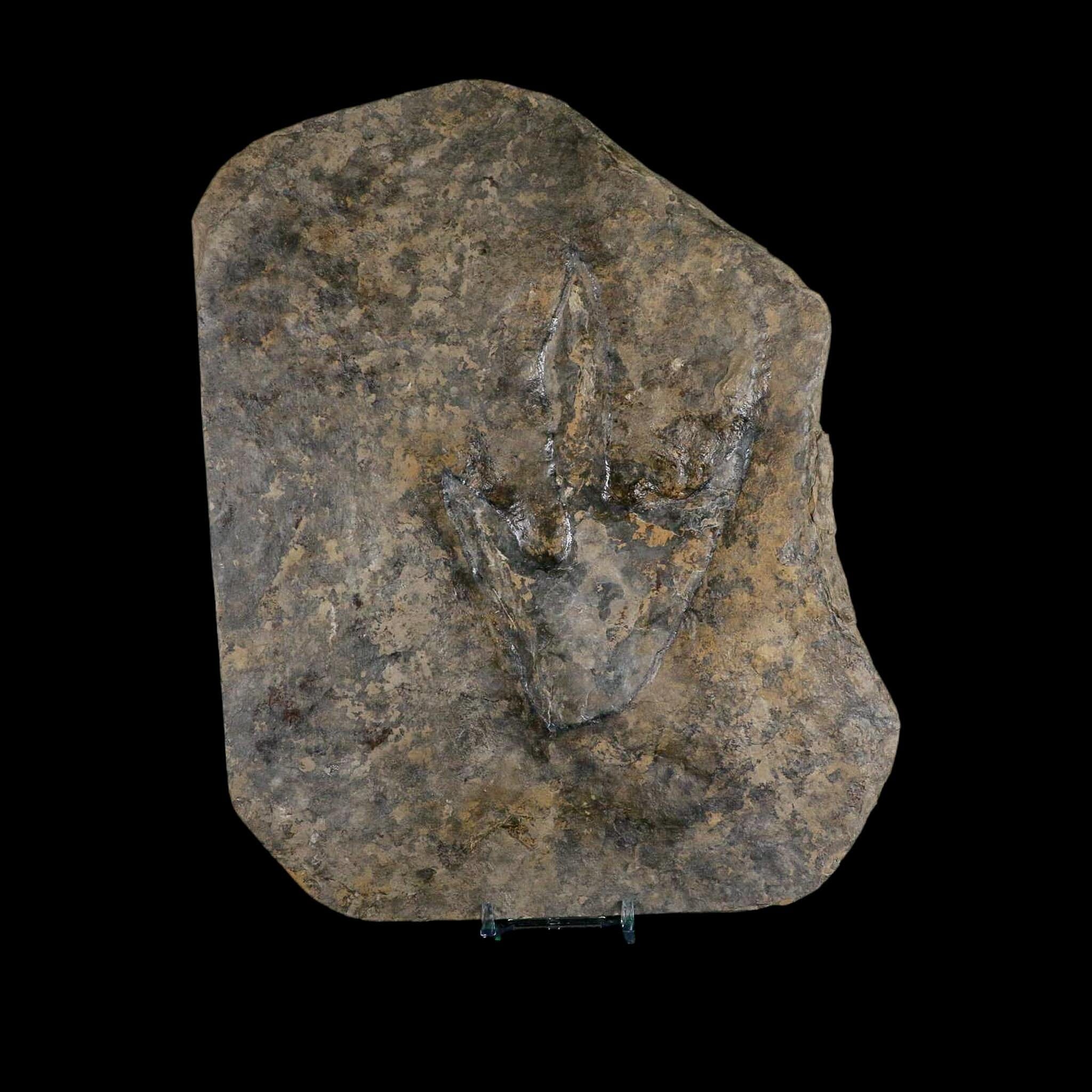 5.4" Grallator Variabilis Dinosaurs Tracks Foot Prints Jurassic Age France COA, Stand - Fossil Age Minerals