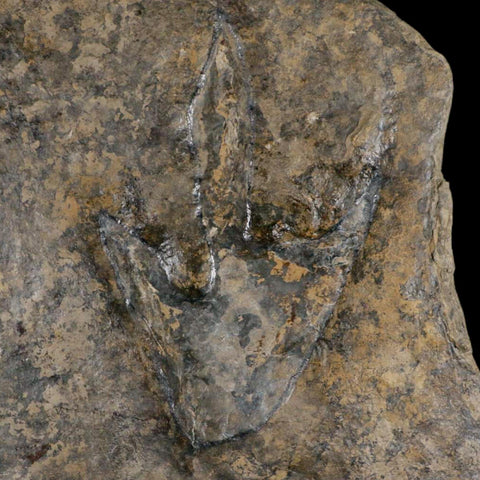 5.4" Grallator Variabilis Dinosaurs Tracks Foot Prints Jurassic Age France COA, Stand - Fossil Age Minerals