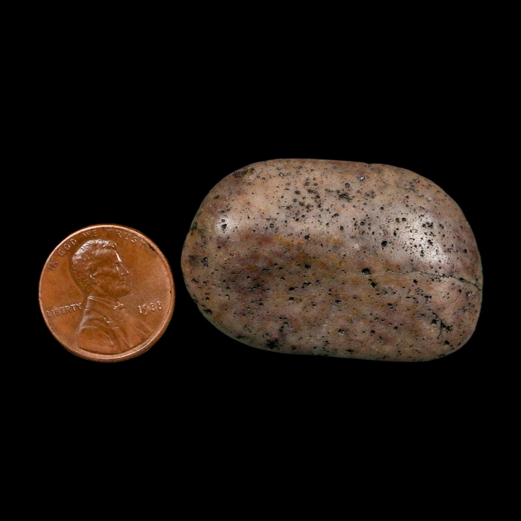 1.6" Sauropod Dinosaur Stomach Stone Gastrolith Rock Gizzard Stone COA - Fossil Age Minerals