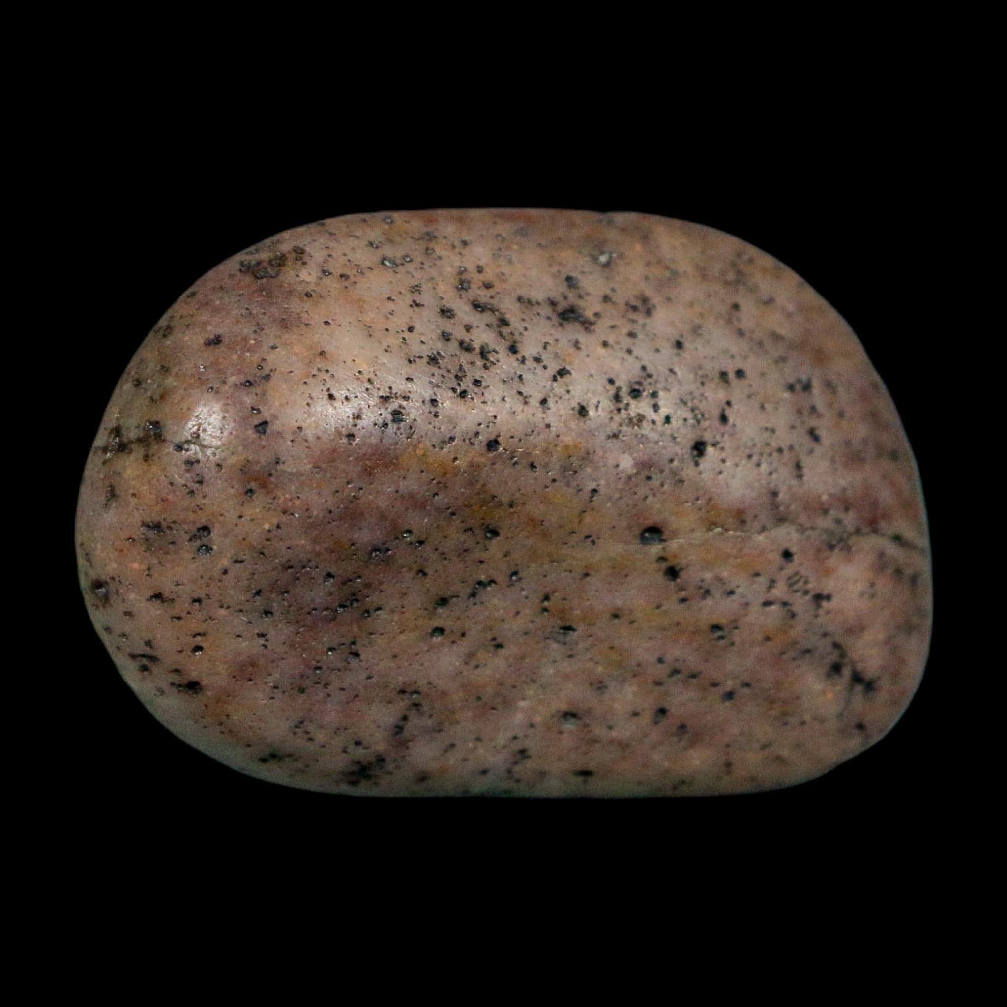 1.6" Sauropod Dinosaur Stomach Stone Gastrolith Rock Gizzard Stone COA - Fossil Age Minerals