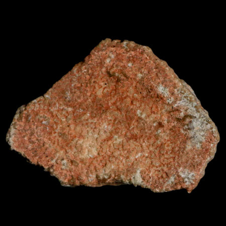 0.8" Megaloolithus Titanosaur Dinosaur Fossil Egg Shell Bouches Du Rhone France Display