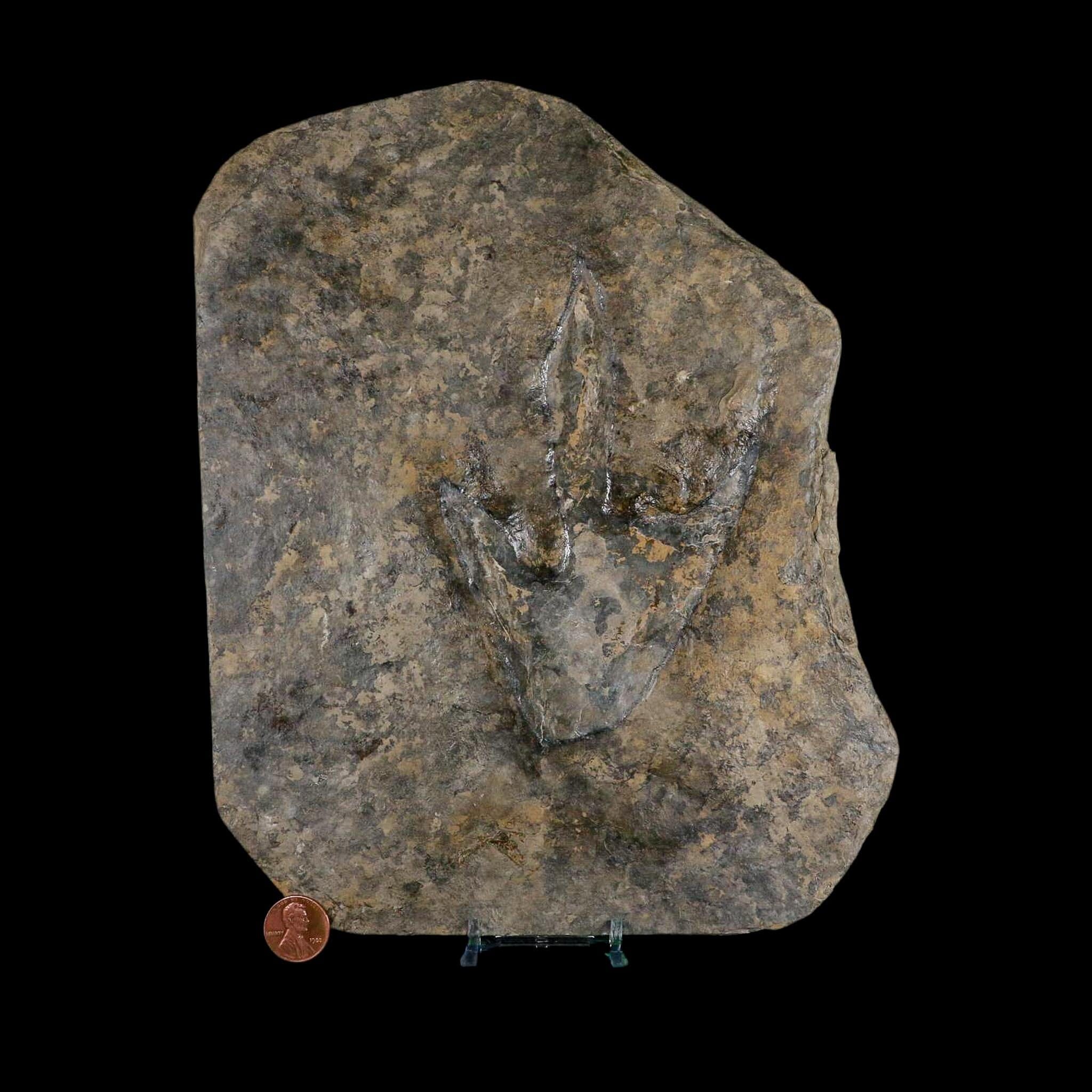 5.4" Grallator Variabilis Dinosaurs Tracks Foot Prints Jurassic Age France COA, Stand - Fossil Age Minerals