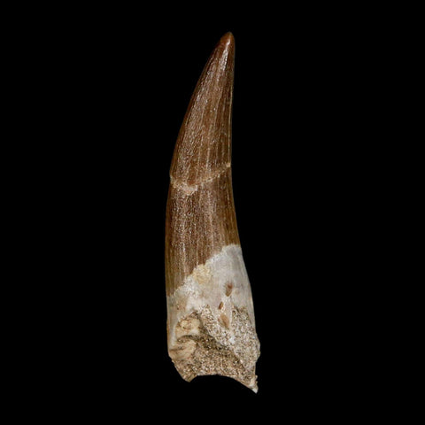 XL 2" Plesiosaur Zarafasaura Tooth Fossil Cretaceous Dinosaur Era COA, Stand