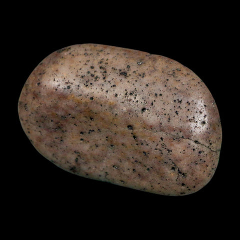 1.6" Sauropod Dinosaur Stomach Stone Gastrolith Rock Gizzard Stone COA - Fossil Age Minerals