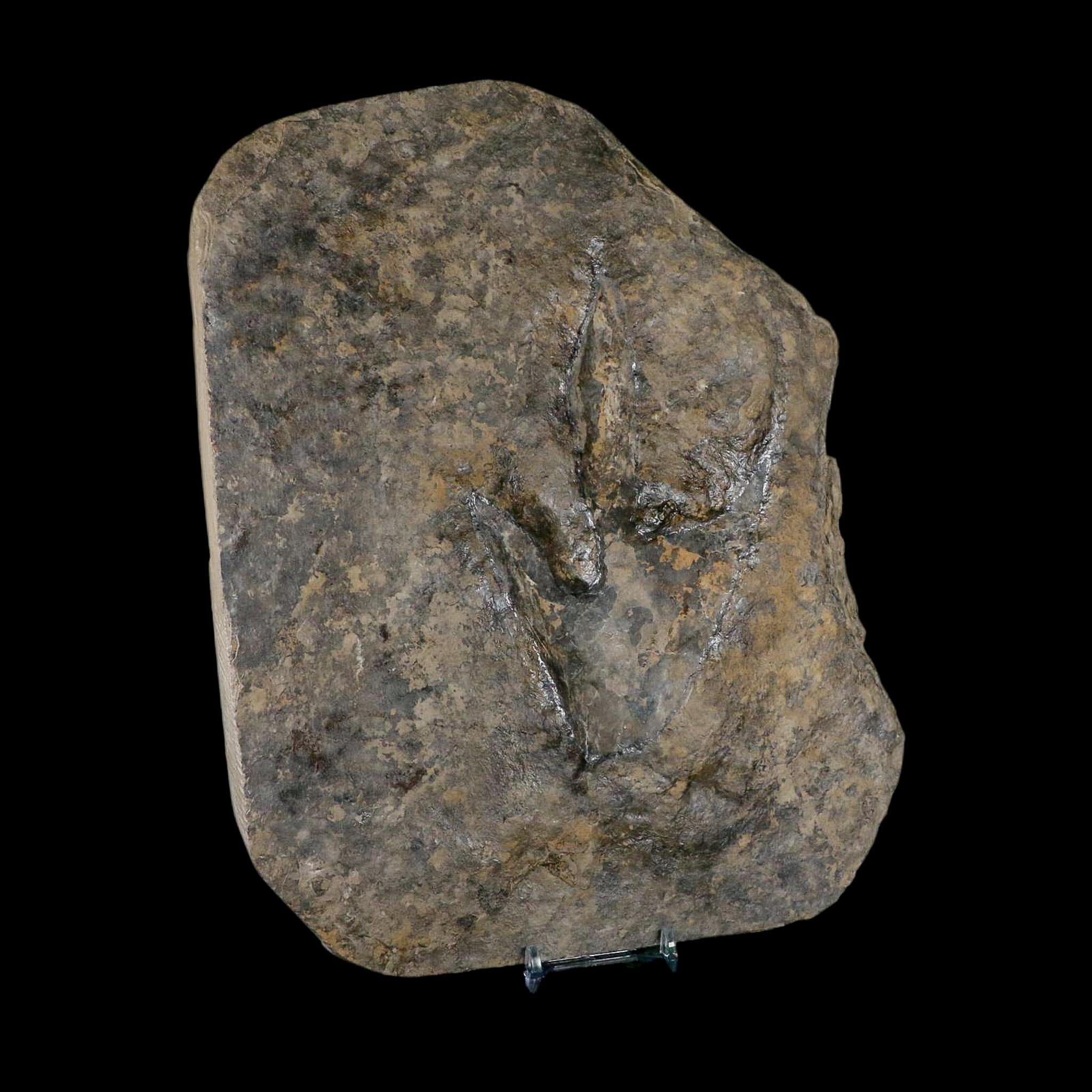 5.4" Grallator Variabilis Dinosaurs Tracks Foot Prints Jurassic Age France COA, Stand - Fossil Age Minerals