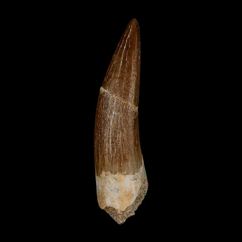 XL 2" Plesiosaur Zarafasaura Tooth Fossil Cretaceous Dinosaur Era COA, Stand