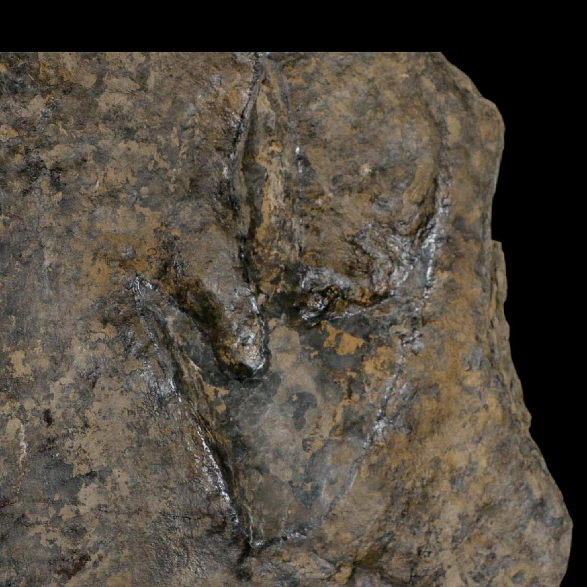 5.4" Grallator Variabilis Dinosaurs Tracks Foot Prints Jurassic Age France COA, Stand - Fossil Age Minerals
