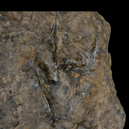 5.4" Grallator Variabilis Dinosaurs Tracks Foot Prints Jurassic Age France COA, Stand