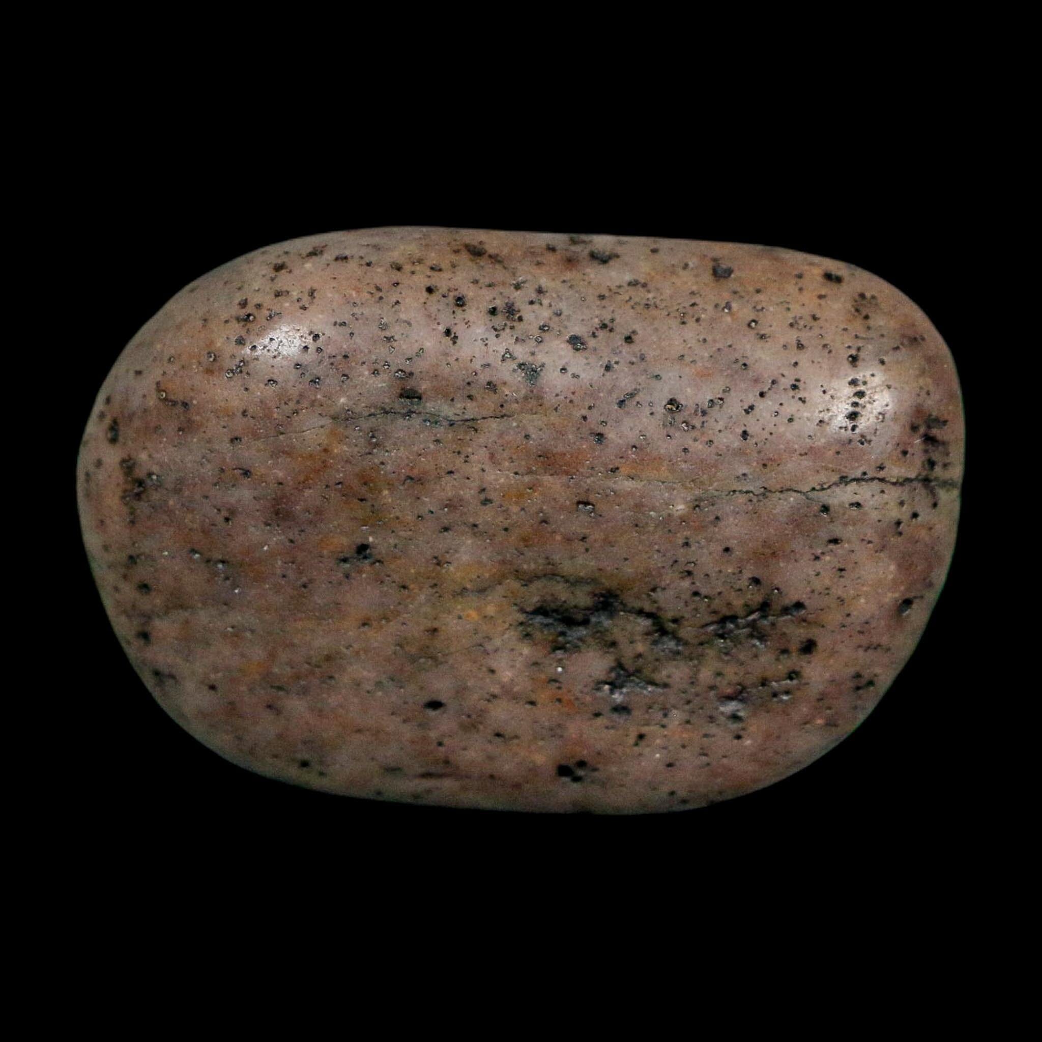 1.6" Sauropod Dinosaur Stomach Stone Gastrolith Rock Gizzard Stone COA - Fossil Age Minerals
