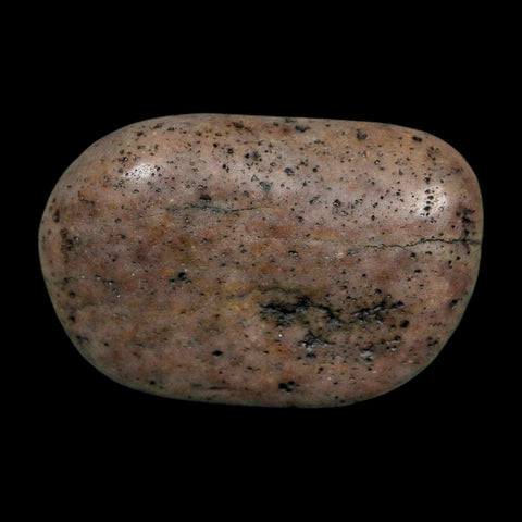 1.6" Sauropod Dinosaur Stomach Stone Gastrolith Rock Gizzard Stone COA - Fossil Age Minerals