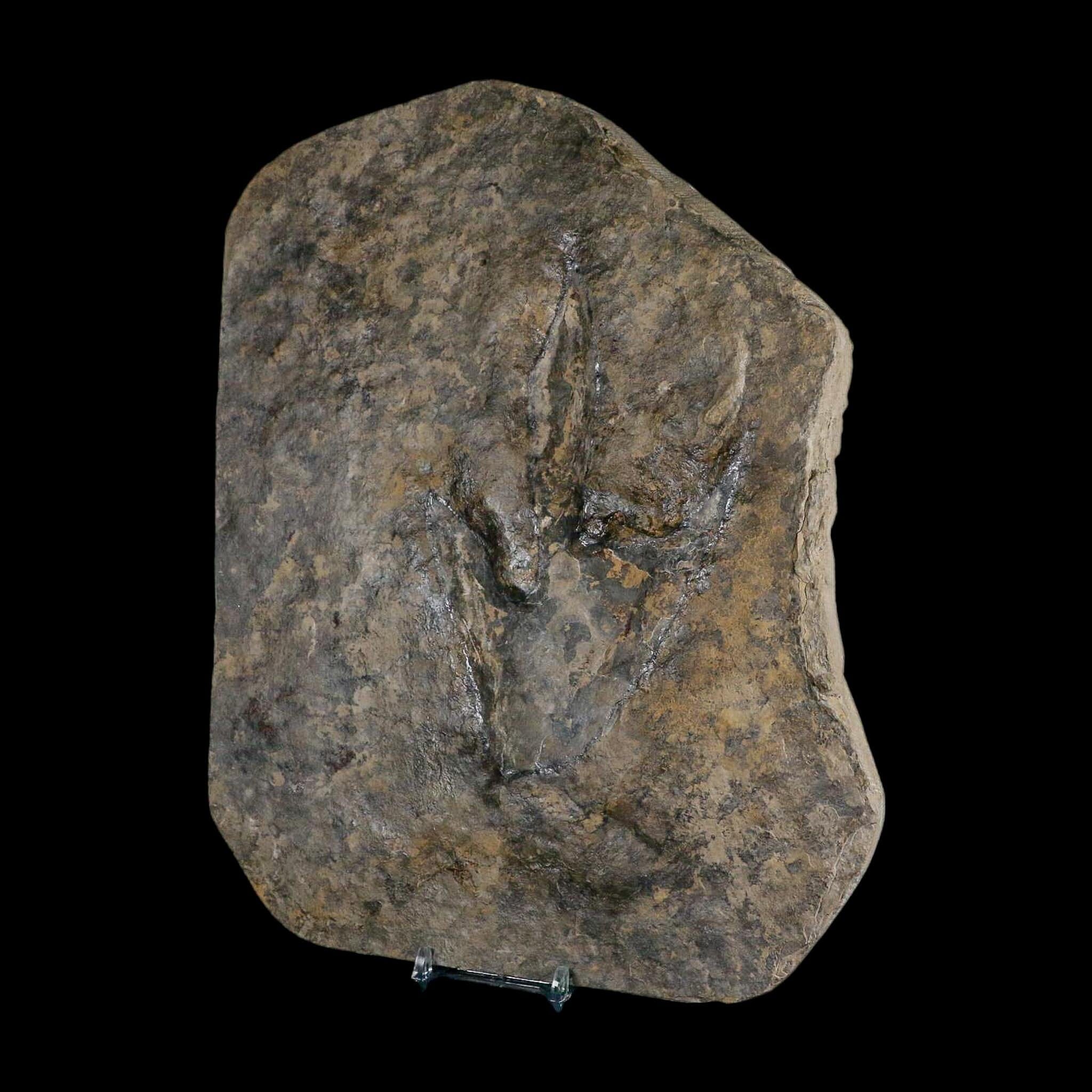 5.4" Grallator Variabilis Dinosaurs Tracks Foot Prints Jurassic Age France COA, Stand - Fossil Age Minerals