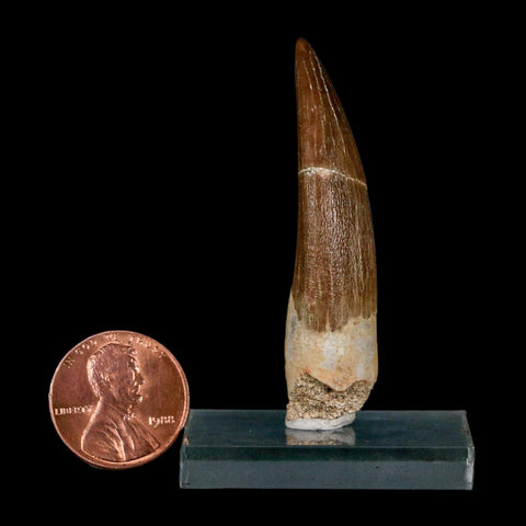 XL 2" Plesiosaur Zarafasaura Tooth Fossil Cretaceous Dinosaur Era COA, Stand