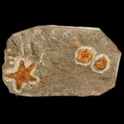 22MM Brittlestar Petraster Starfish Fossil Ordovician Age Blekus Morocco COA