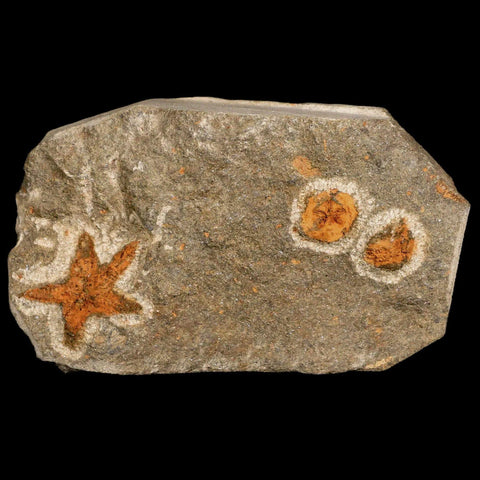 22MM Brittlestar Petraster Starfish Fossil Ordovician Age Blekus Morocco COA - Fossil Age Minerals