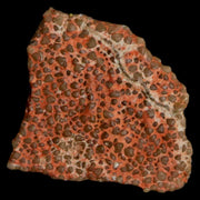 0.5" Megaloolithus Titanosaur Dinosaur Fossil Egg Shell Bouches Du Rhone France Display