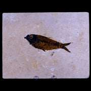 XL 4.3" Knightia Eocaena Fossil Fish Green River FM WY Eocene Age COA & Stand