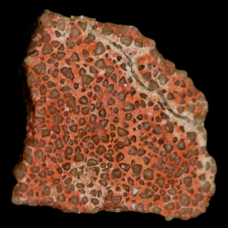 0.5" Megaloolithus Titanosaur Dinosaur Fossil Egg Shell Bouches Du Rhone France Display