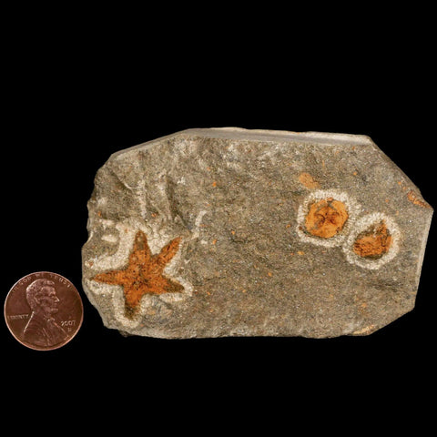 22MM Brittlestar Petraster Starfish Fossil Ordovician Age Blekus Morocco COA - Fossil Age Minerals