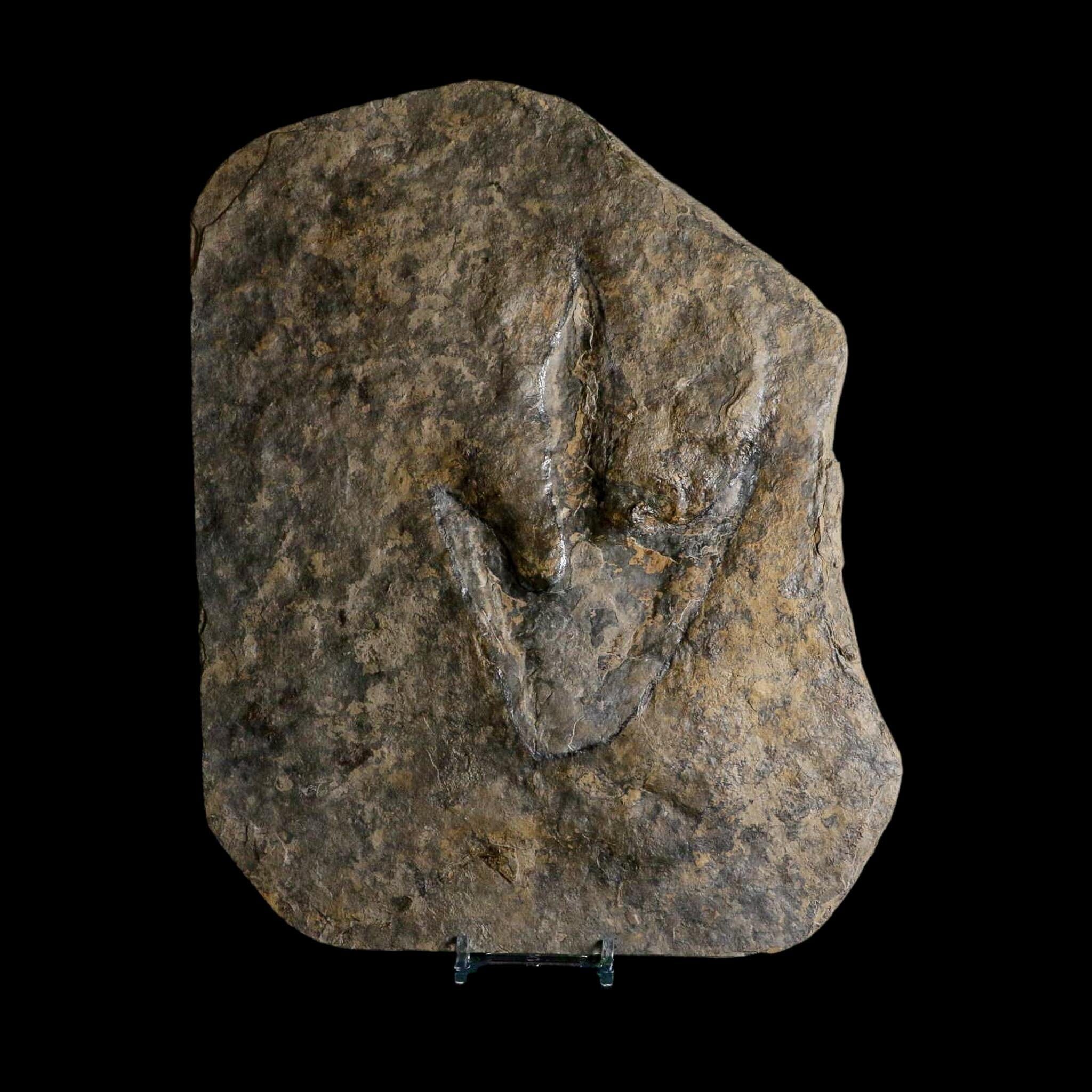 5.4" Grallator Variabilis Dinosaurs Tracks Foot Prints Jurassic Age France COA, Stand - Fossil Age Minerals