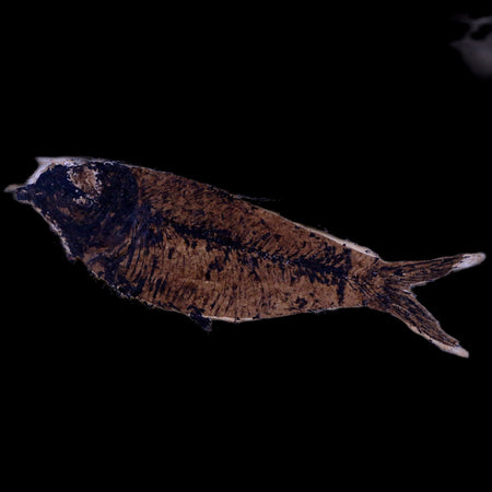 XL 4.3" Knightia Eocaena Fossil Fish Green River FM WY Eocene Age COA & Stand