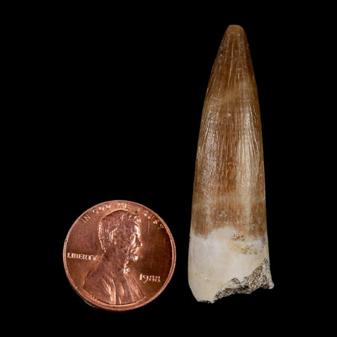 1.9" Plesiosaur Zarafasaura Tooth Fossil Cretaceous Dinosaur Era COA, Stand