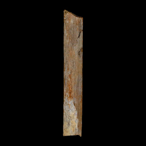 1.7" Hadrosaur Dinosaur Tendon Fossil Lance Creek FM Cretaceous Wyoming COA - Fossil Age Minerals