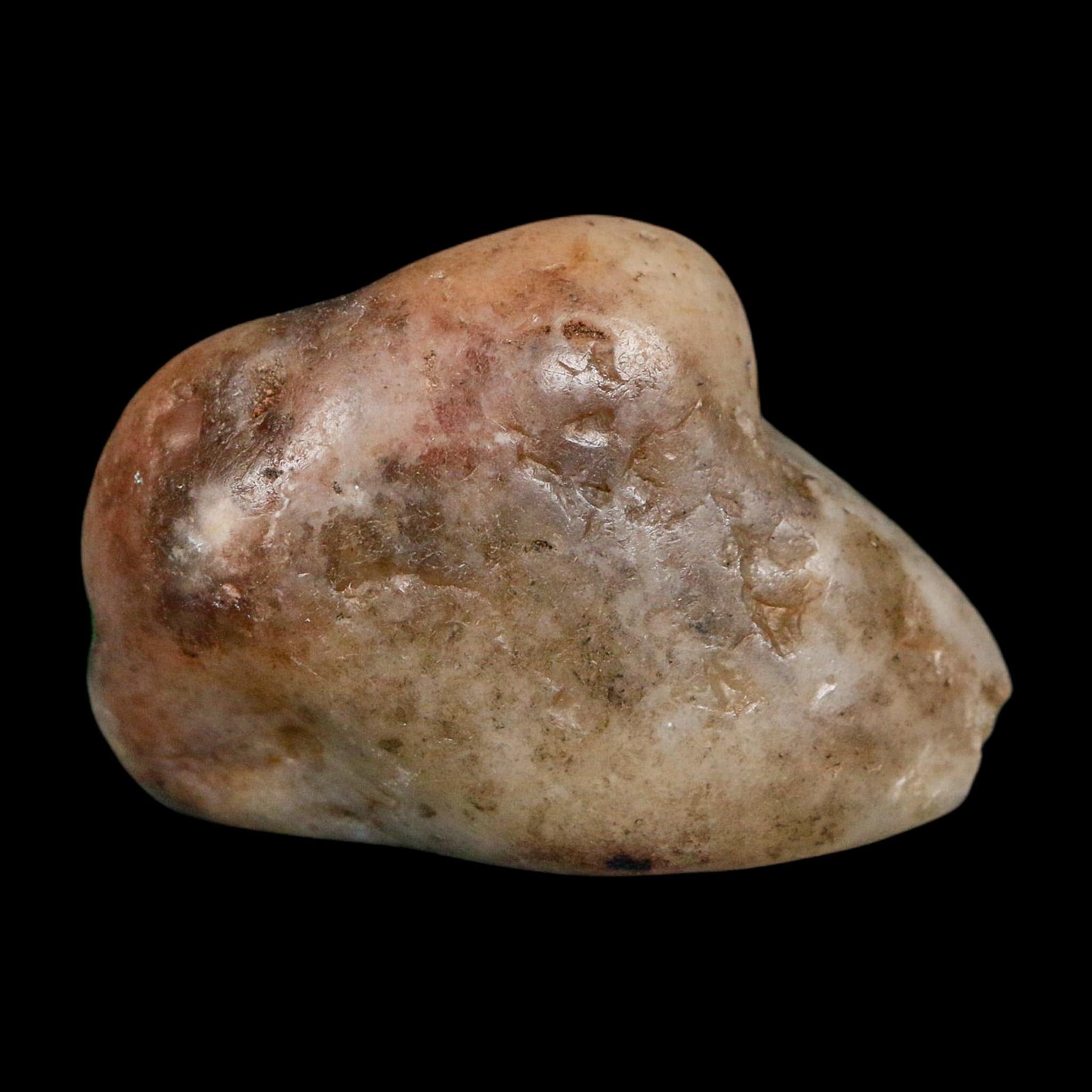 2" Sauropod Dinosaur Stomach Stone Gastrolith Rock Gizzard Stone COA - Fossil Age Minerals