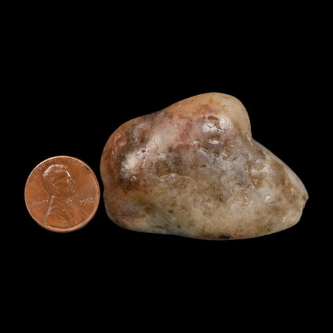 2" Sauropod Dinosaur Stomach Stone Gastrolith Rock Gizzard Stone COA - Fossil Age Minerals