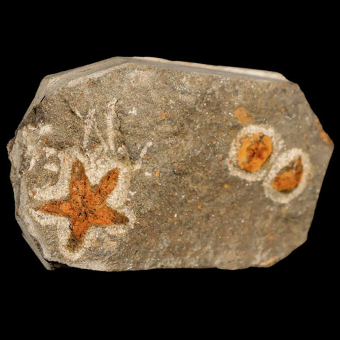 22MM Brittlestar Petraster Starfish Fossil Ordovician Age Blekus Morocco COA - Fossil Age Minerals