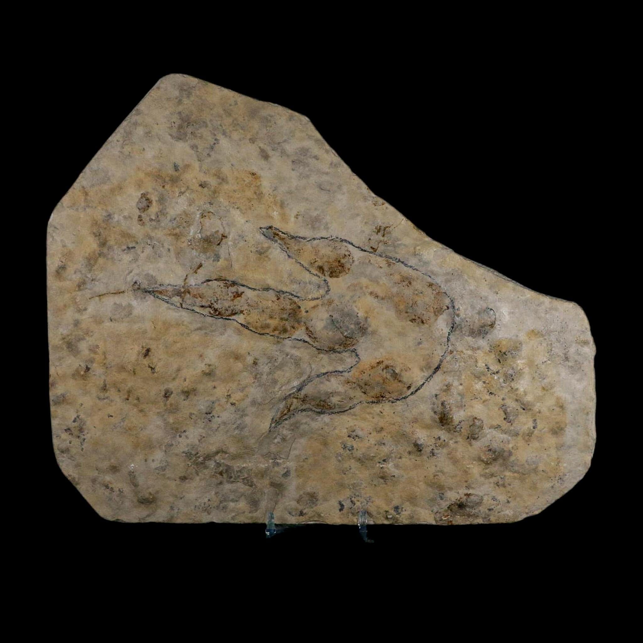 5.3" Grallator Variabilis Dinosaurs Tracks Foot Prints Jurassic Age France COA, Stand - Fossil Age Minerals