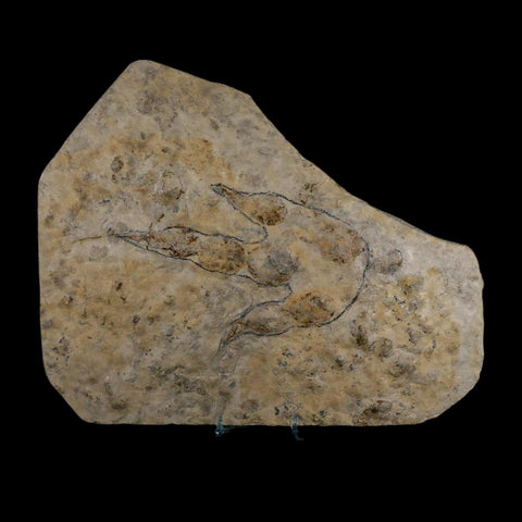 5.3" Grallator Variabilis Dinosaurs Tracks Foot Prints Jurassic Age France COA, Stand - Fossil Age Minerals