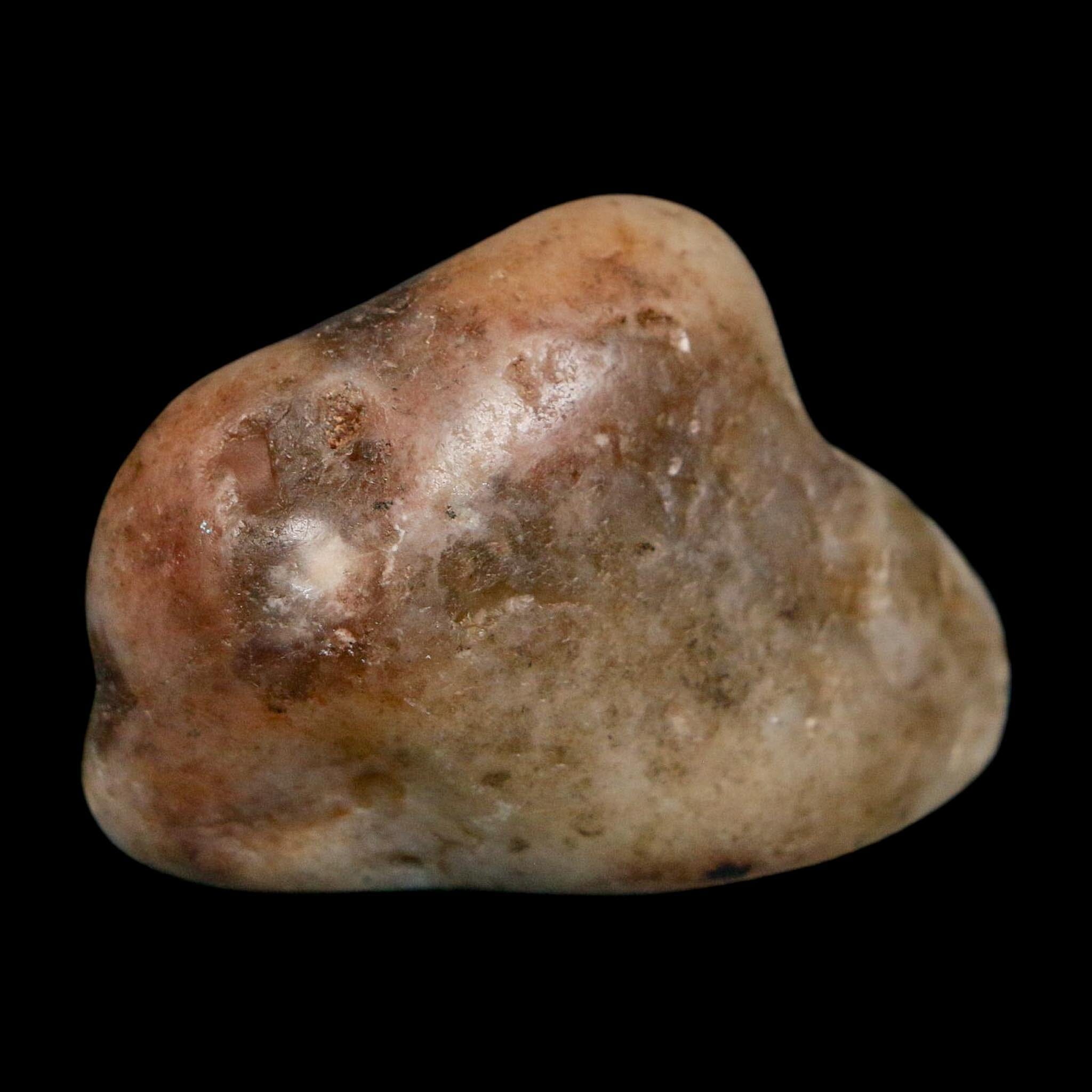 2" Sauropod Dinosaur Stomach Stone Gastrolith Rock Gizzard Stone COA - Fossil Age Minerals