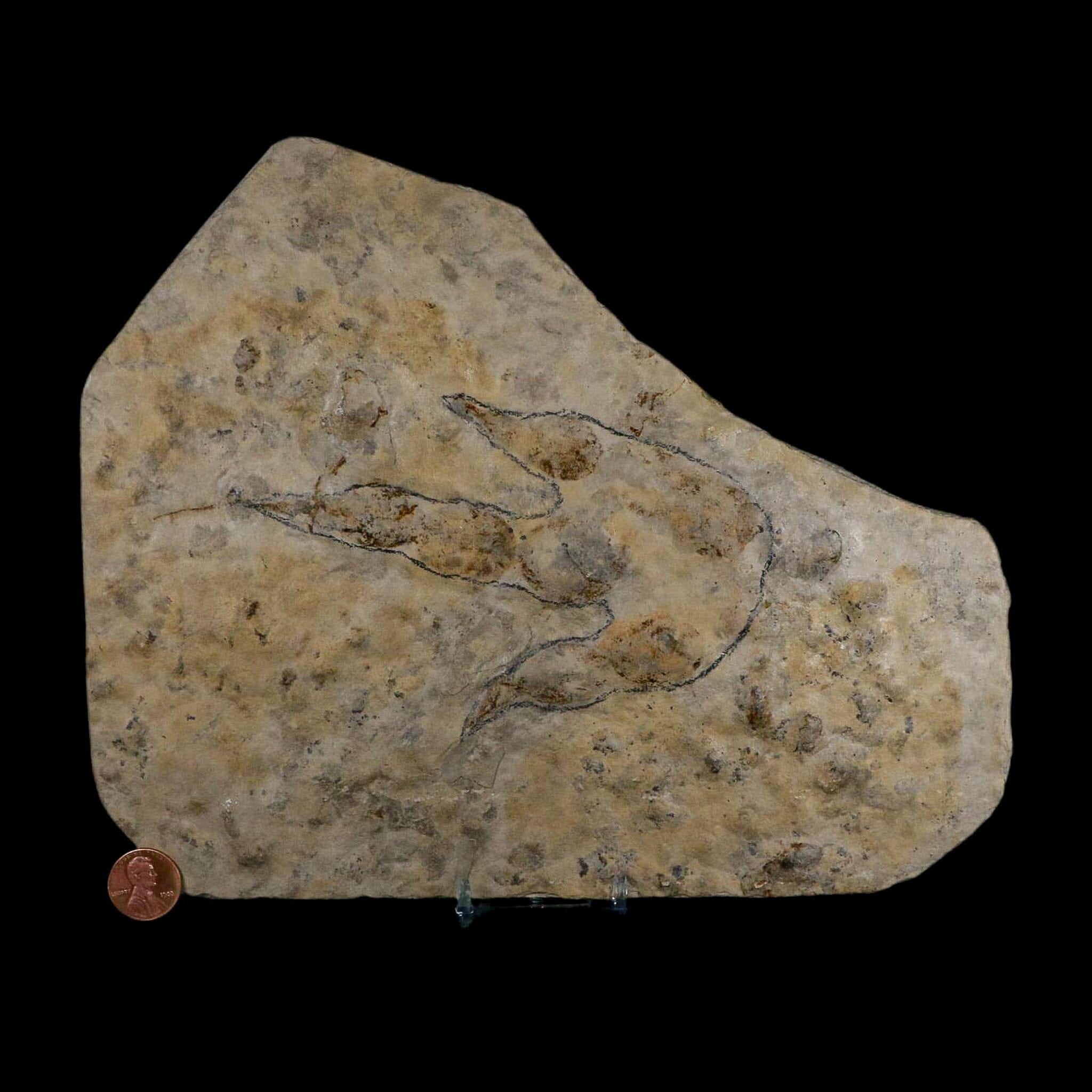 5.3" Grallator Variabilis Dinosaurs Tracks Foot Prints Jurassic Age France COA, Stand - Fossil Age Minerals