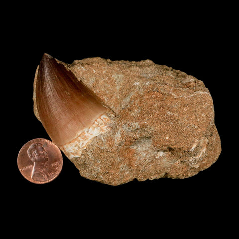 1.6" Mosasaur Prognathodon Fossil Tooth In Matrix Cretaceous Dinosaur Era COA