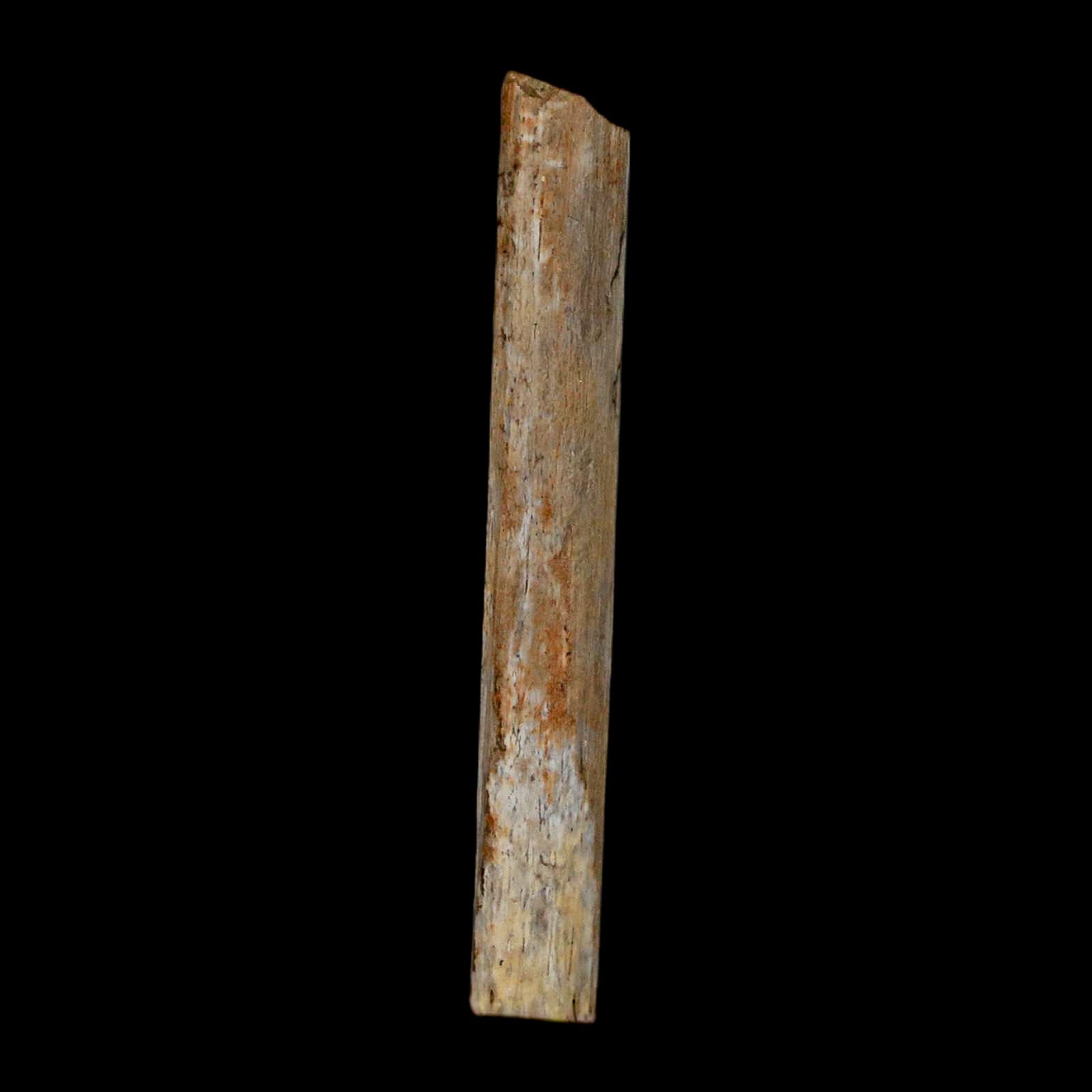 1.7" Hadrosaur Dinosaur Tendon Fossil Lance Creek FM Cretaceous Wyoming COA - Fossil Age Minerals