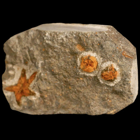 22MM Brittlestar Petraster Starfish Fossil Ordovician Age Blekus Morocco COA - Fossil Age Minerals