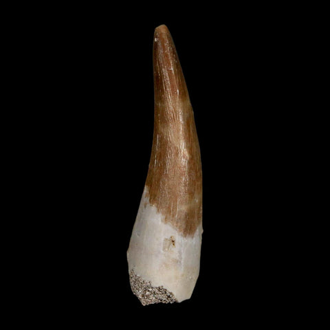 1.9" Plesiosaur Zarafasaura Tooth Fossil Cretaceous Dinosaur Era COA, Stand