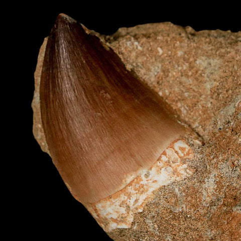 1.6" Mosasaur Prognathodon Fossil Tooth In Matrix Cretaceous Dinosaur Era COA
